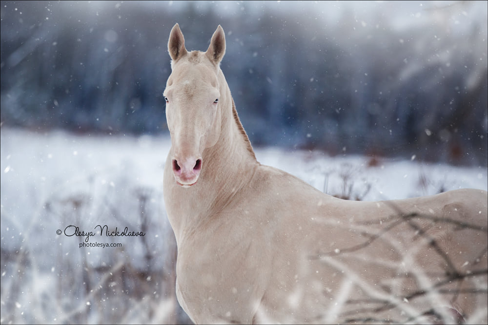 Akhal-Teke stallion Guron At